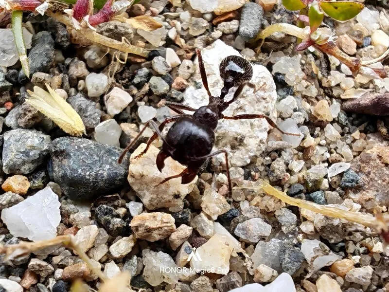 Ayaz Cengizerler ürün değerlendirmesi